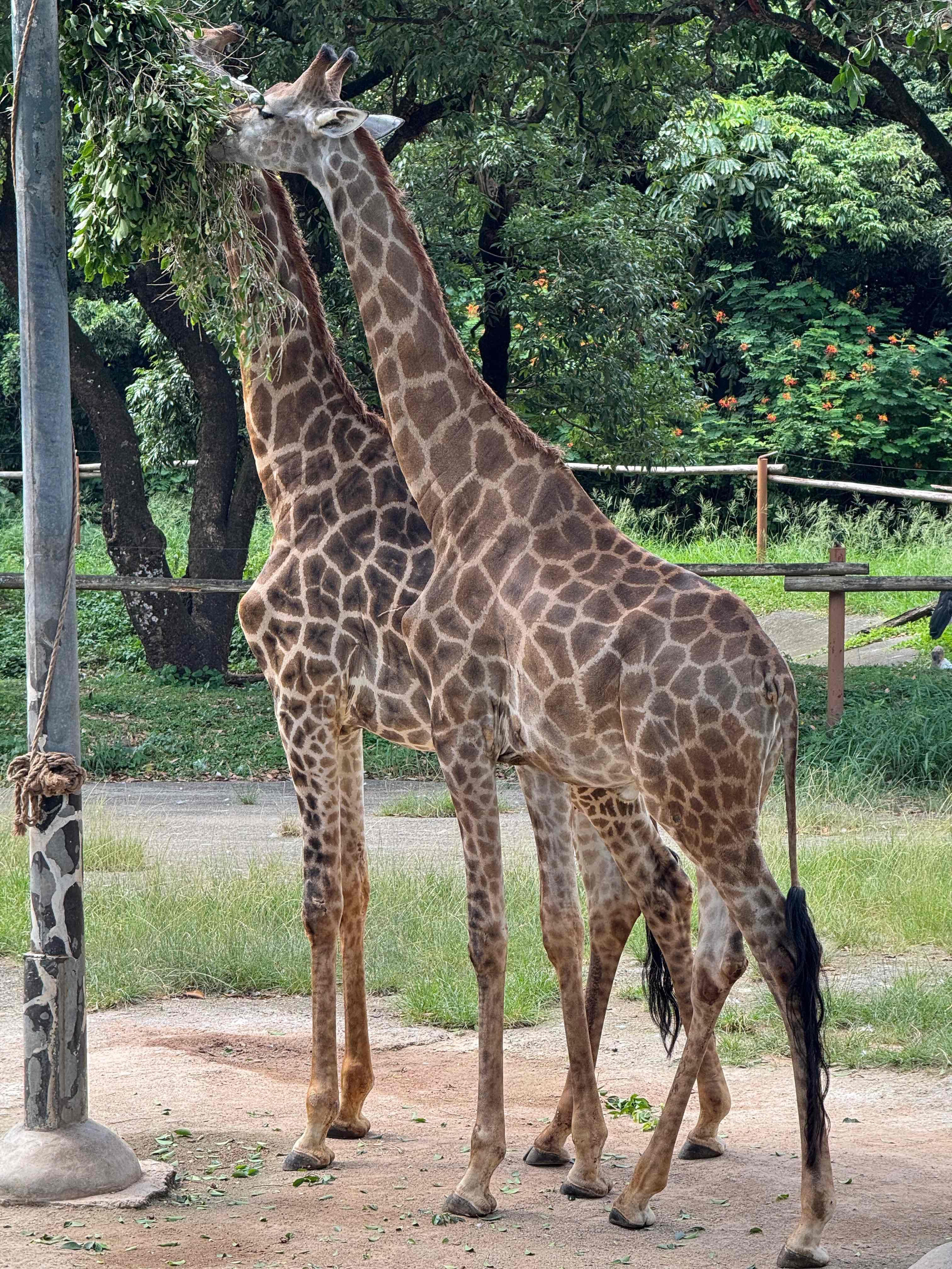 深圳好去處|深圳野生動物園