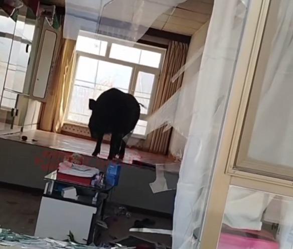 野豬在吉林超級主場中,與拍片者四目相對。