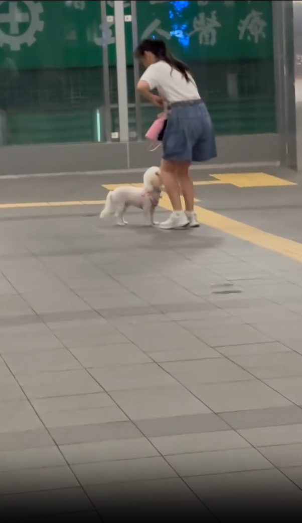 女子在旺角道行人天橋上幫一隻貴婦狗整理狗帶。(threads/5.medicine.5)
