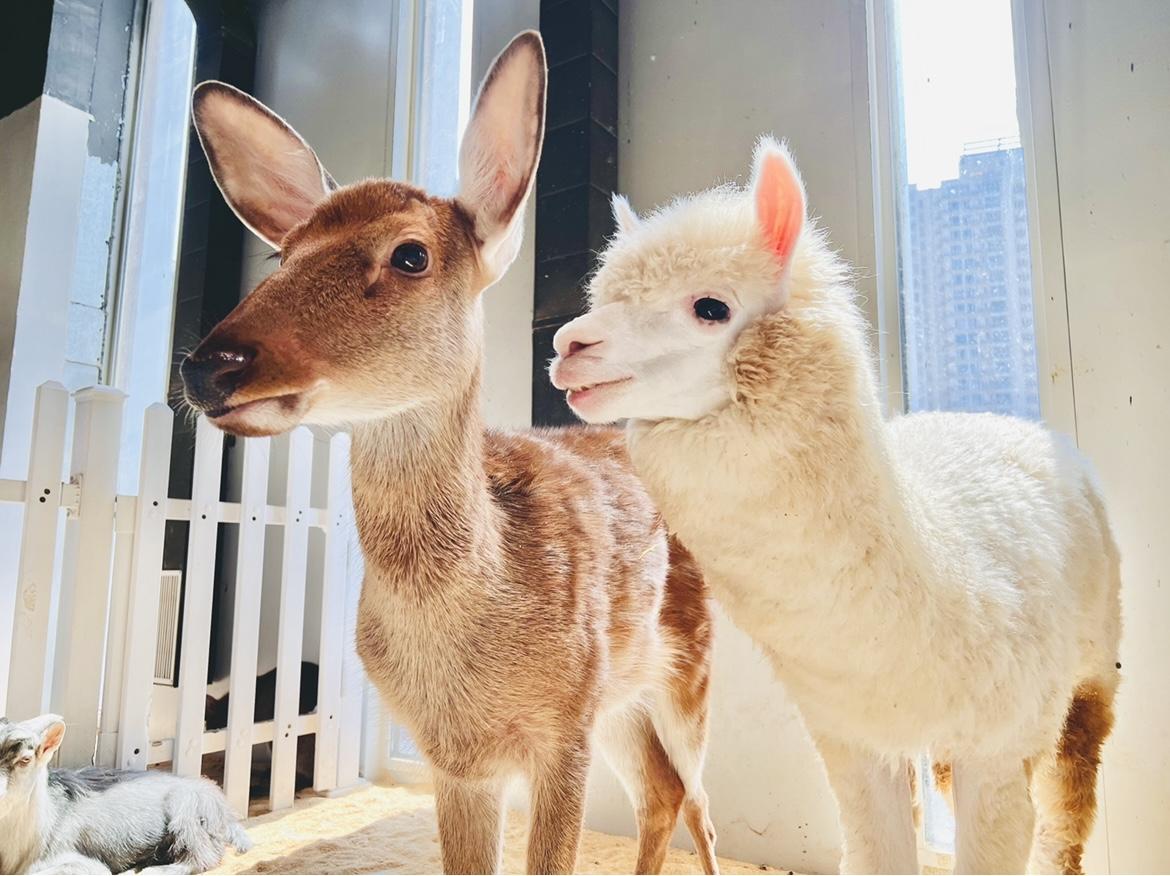 深圳好去處|Lollypet萌寵樂園