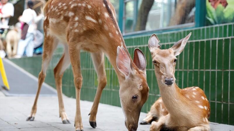 深圳好去處|WOWO窩窩萌寵森友會(世界之窗店)