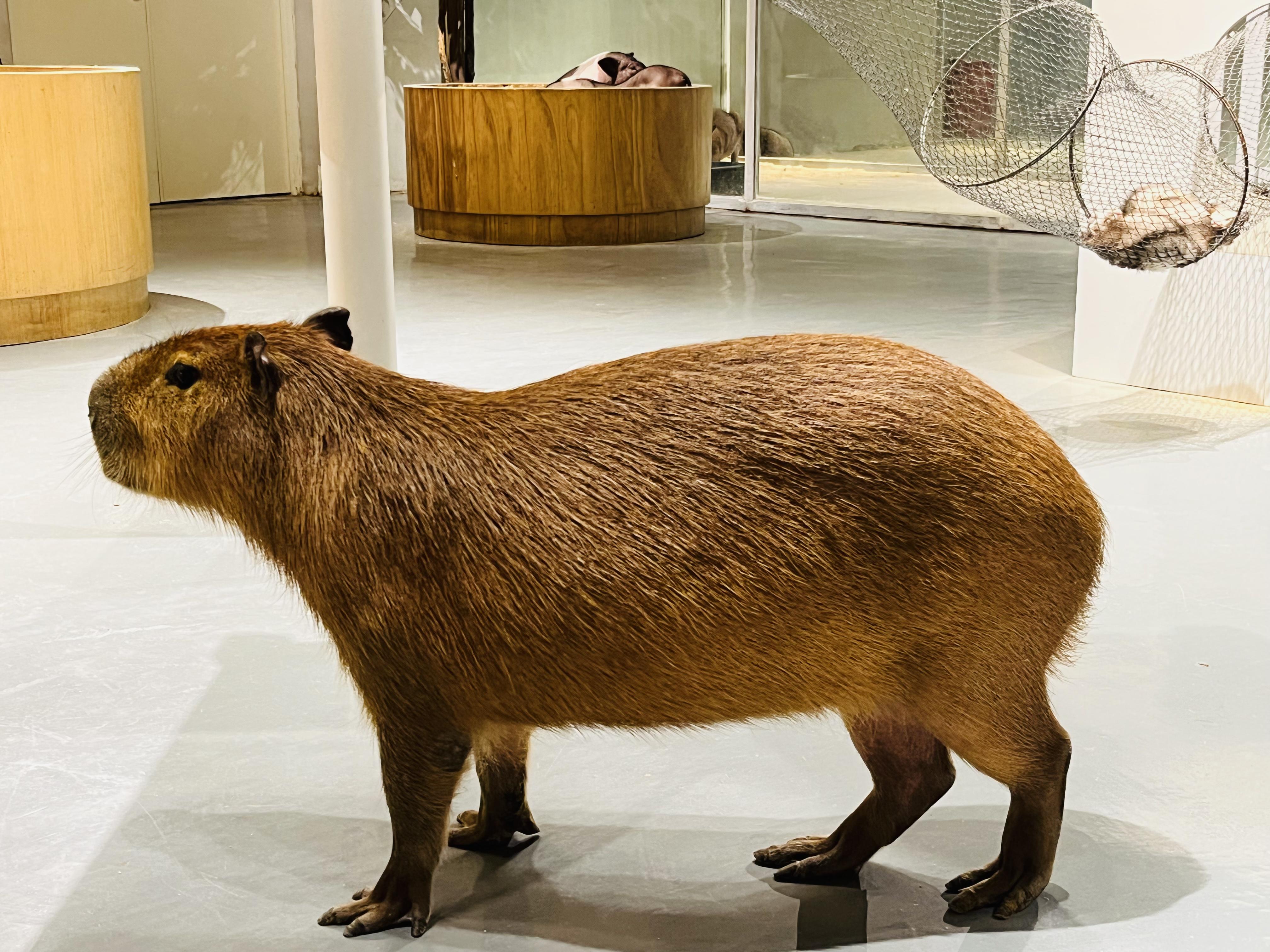 深圳好去處|Lollypet萌寵樂園