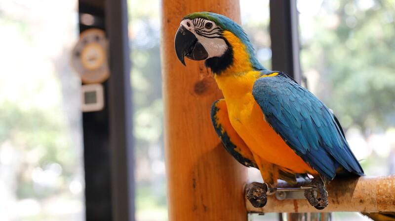 深圳好去處|WOWO窩窩萌寵森友會(世界之窗店)