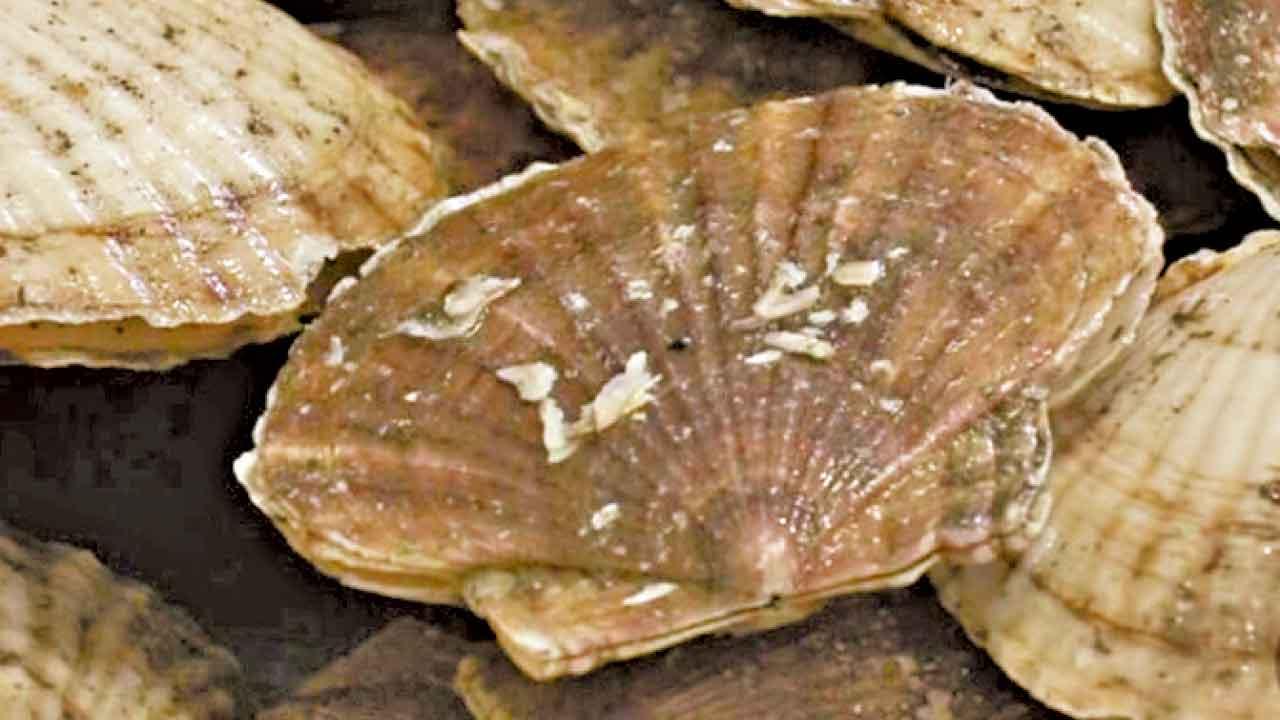 中國為日本扇貝最大進口國。(互聯網)