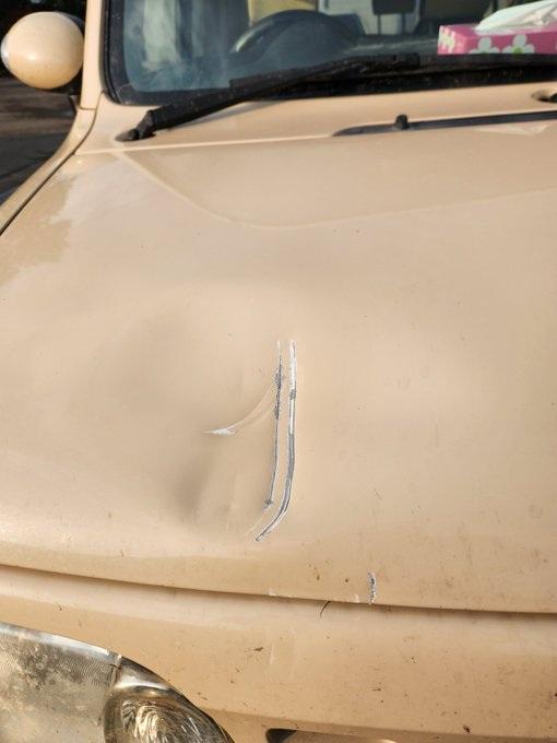 北海道巨大棕熊撲向車 司機慌忙後退車蓋留凹痕(有片)