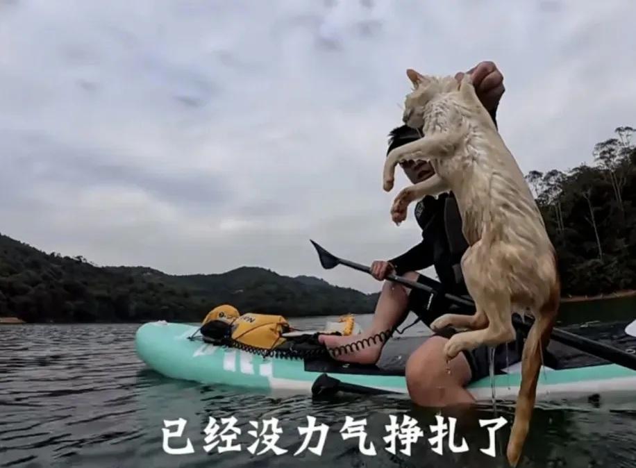 廣東多人在水庫放生大量貓 目擊者:有貓溺斃