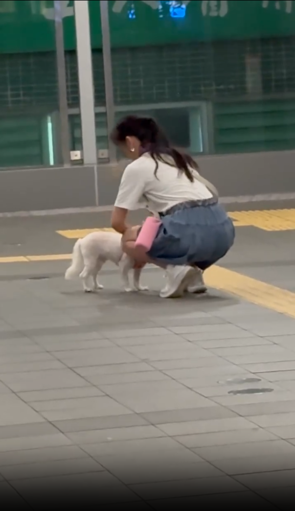 女子在旺角道行人天橋上幫一隻貴婦狗整理狗帶。(threads/5.medicine.5)