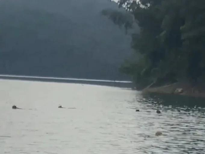 廣東多人在水庫放生大量貓 目擊者:有貓溺斃