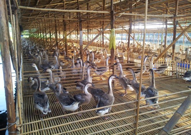 四會黑鬃鵝以稻穀、白米餵飼,培育出皮脆肉滑、骨軟鵝味鮮的鵝,適合燒製。(農場網站圖片)