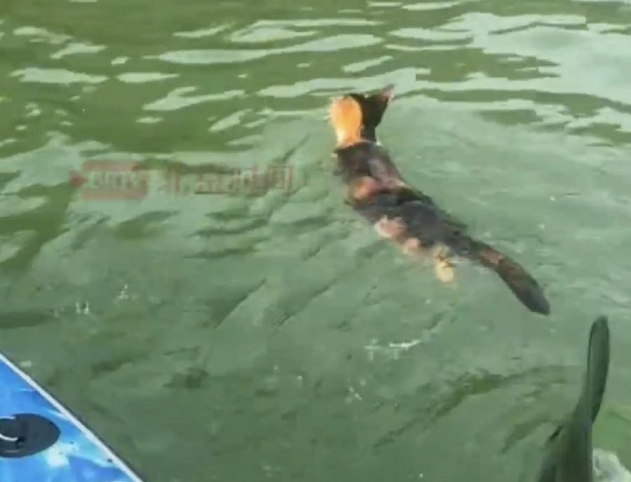 廣東多人在水庫放生大量貓 目擊者:有貓溺斃