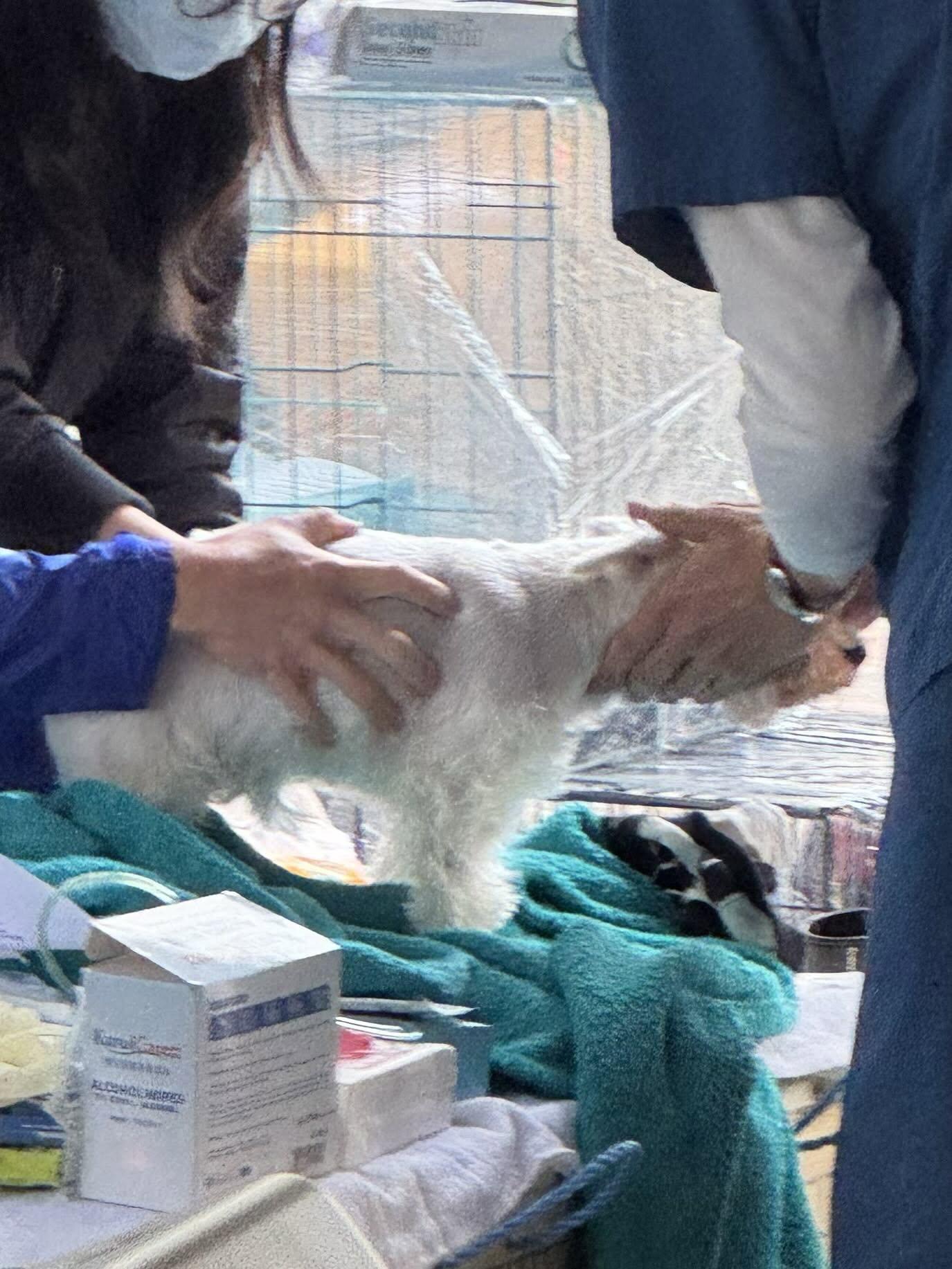 大埔宏福苑五級火,宏志閣14樓有一隻白色約瑟犬平安獲救,成功被救出與主人團聚(Threads)