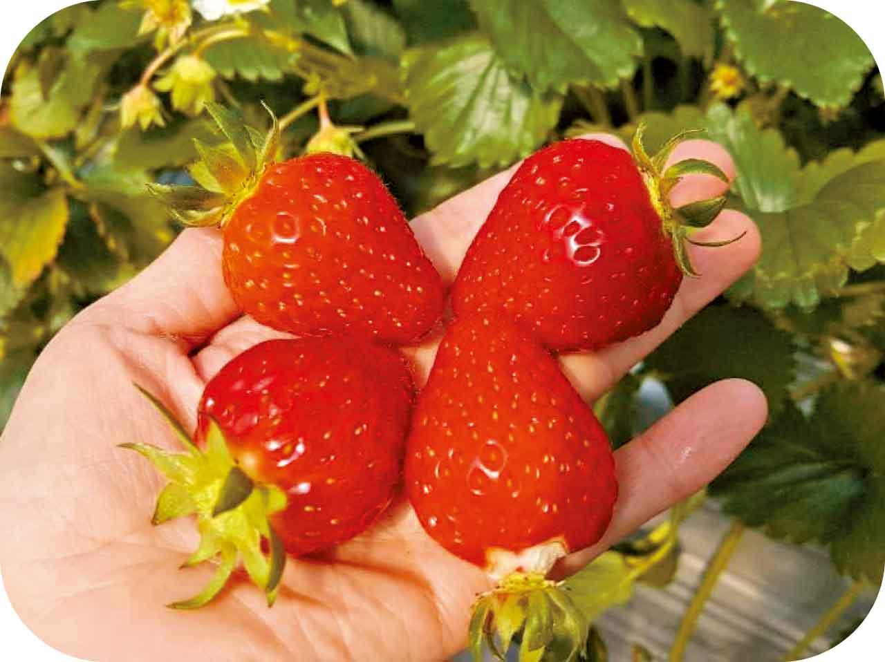 韓國冬日童話直航5天 打卡網紅景點