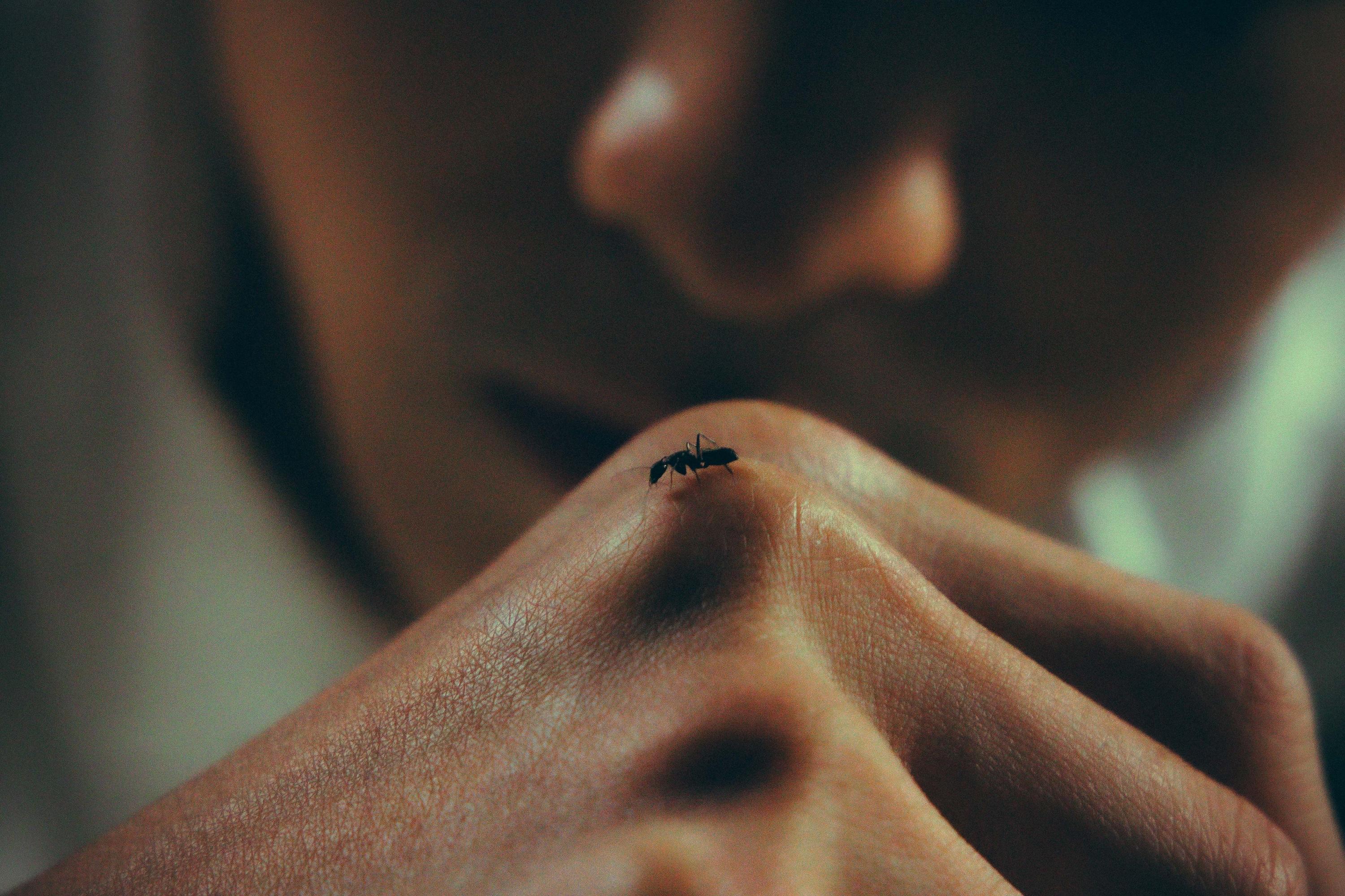 《天空崩塌之時 We Will Arise》的MV以真螞蟻來拍攝。