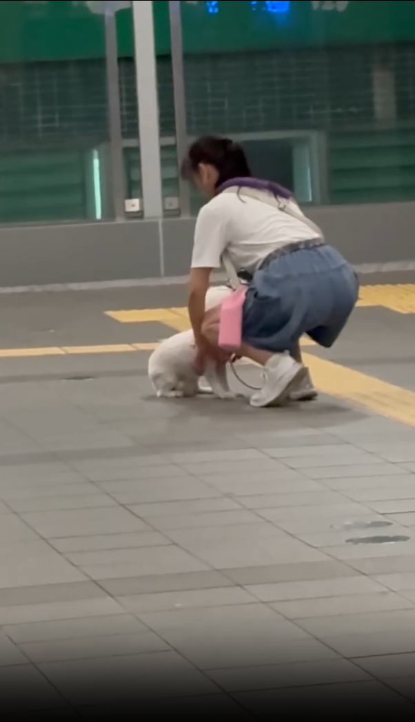 事後抱起狗狗離開。(threads/5.medicine.5)