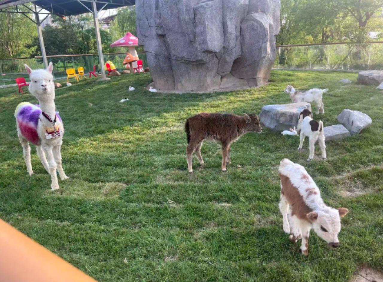 涉案死亡的羊駝。