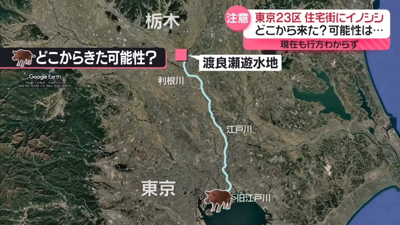 東京野豬出沒的可能性。(NNN)