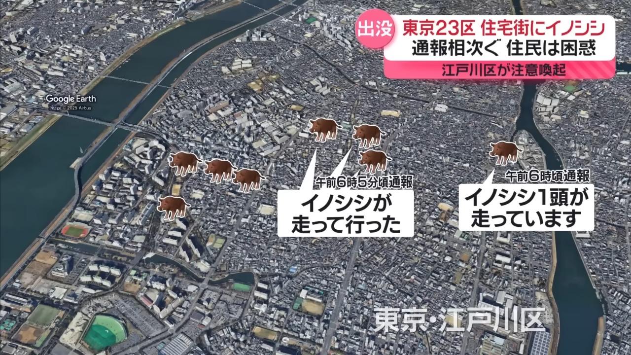 東京昨晨接到9宗野豬出沒通報。(NNN)