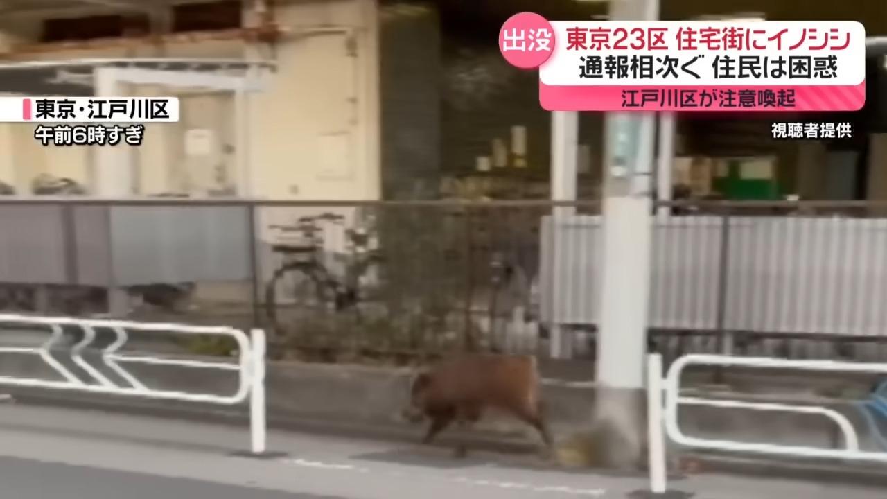 東京一頭被拍攝到的野豬身長約1米,在鬧市中狂奔。(NNN)
