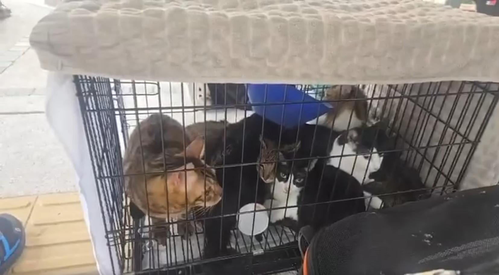 消防員於火場單位內救出10隻貓狗。(Threads「cp._emma」圖片)