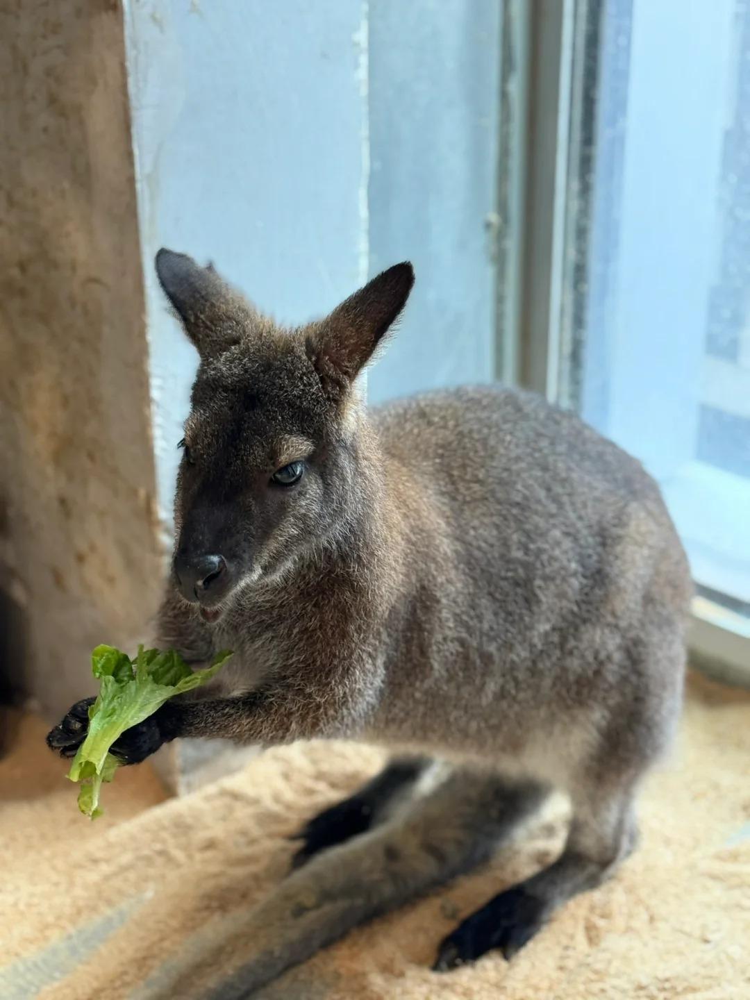 深圳好去處|Lollypet萌寵樂園