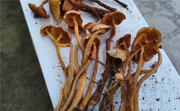 條蓋盔孢菌又稱條蓋盔孢傘,最大的特徵就是「小個子,黃褐色,有條紋,長樹上」。