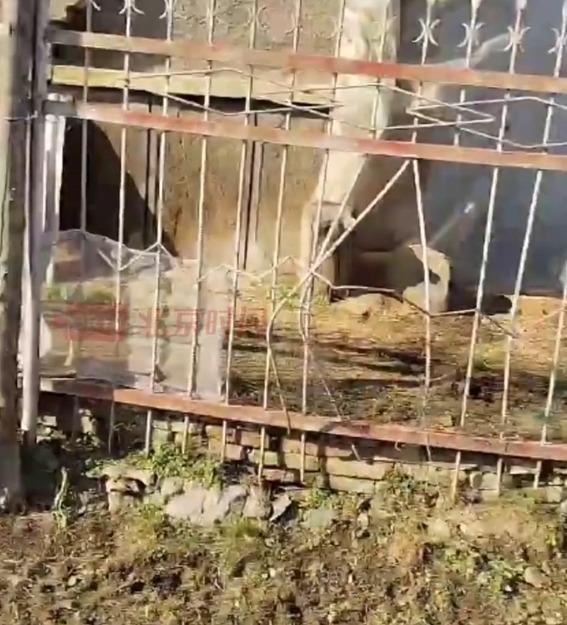 黑色野豬先後撞破透明塑膠布和玻璃進入了一家超市。