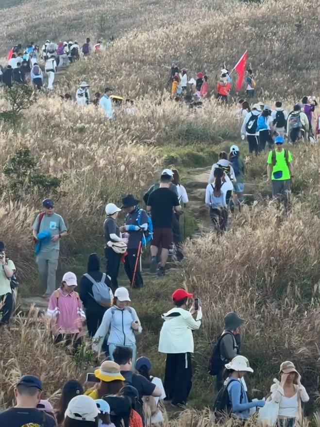 大東山芒草季現人潮,漁護署稱已提早部署提示勿踐踏。(小紅書截圖)