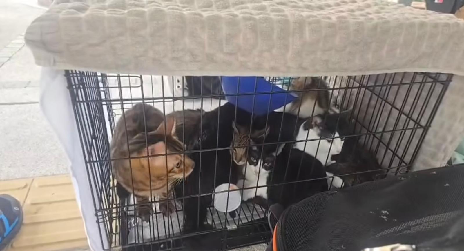 消防員英勇救出9貓1狗