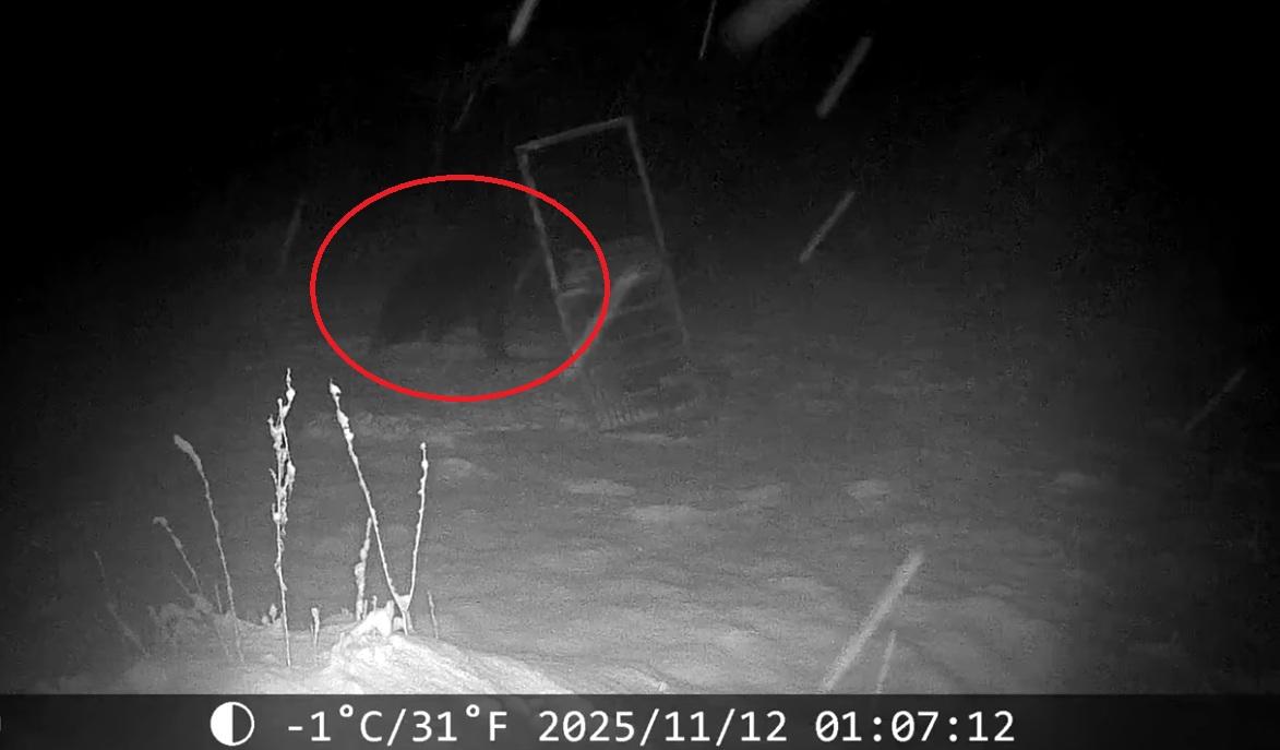 棕熊走近捕熊鐵籠。(互聯網)