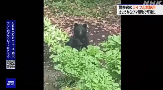 有居民在住宅區拍到一隻母熊與幼熊。(互聯網)