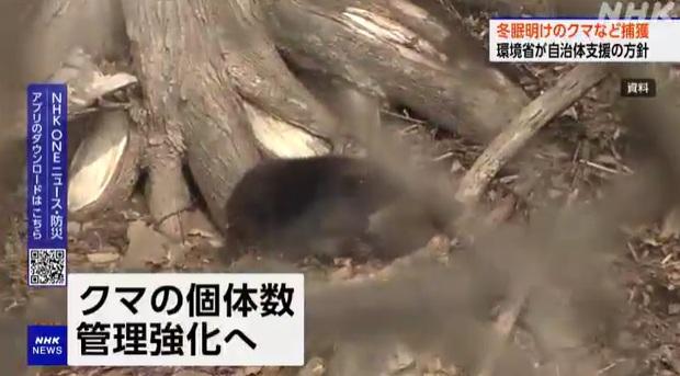 有熊隻在住宅區出沒。(互聯網)