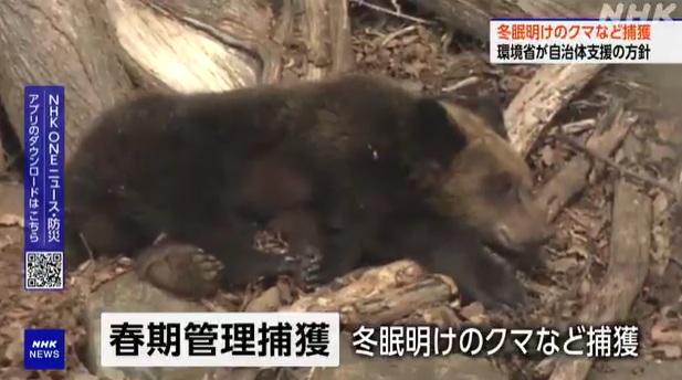 有熊隻在住宅區出沒。(互聯網)