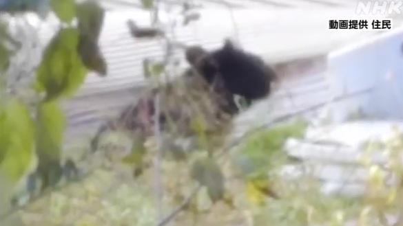 秋田縣大館市有熊出沒。(互聯網)