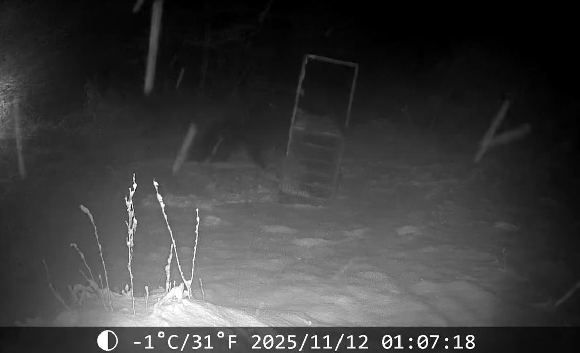 棕熊走近捕熊鐵籠,出前掌欲將其推倒。(互聯網)