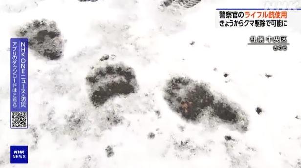 札幌中央區一處住宅外的雪地發現大量熊腳印。(互聯網)