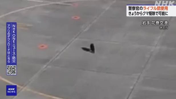 一隻幼熊在岩手縣花卷機場停機坪走動。(互聯網)