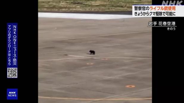 一隻幼熊在岩手縣花卷機場停機坪走動。(互聯網)