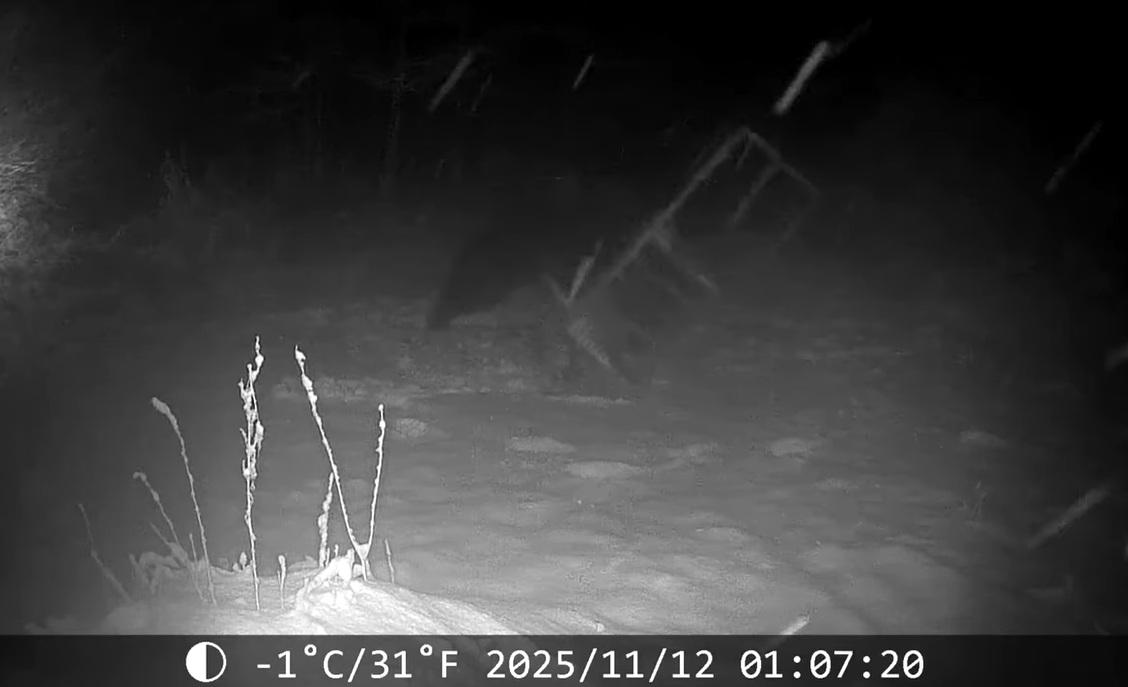 棕熊跳上鐵籠去推。(互聯網)