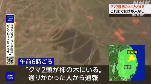 岩手縣岩泉町周一早上發現一隻成年熊與幼熊在樹上啃食柿子。(互聯網)