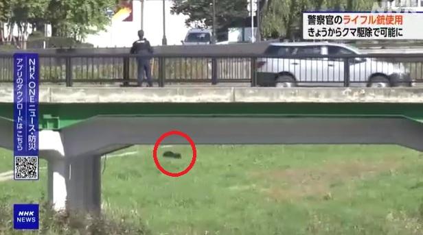 日本近期熊害嚴重,一隻熊被拍到在市區亂跑。(互聯網)