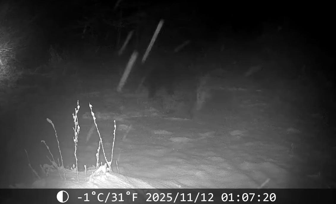 棕熊推倒鐵籠。(互聯網)