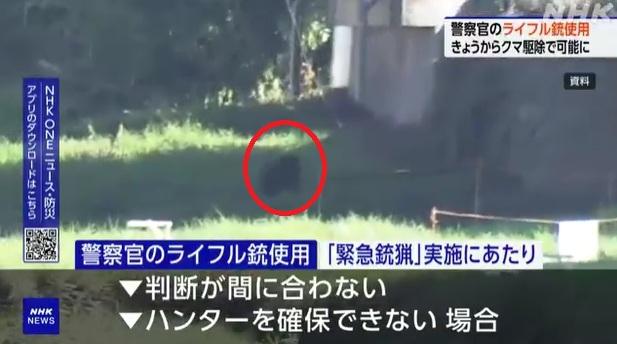 日本近期熊害嚴重,一隻熊被拍到在市區亂跑。(互聯網)