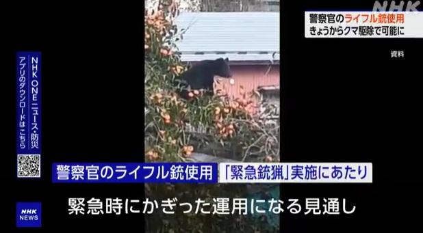 日本近期熊害嚴重,熊被拍到在住宅區出沒。(互聯網)