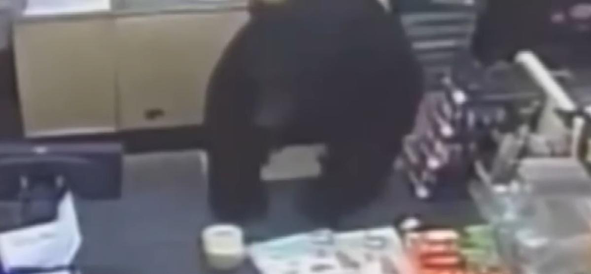 黑熊爬上收銀櫃枱。(互聯網)