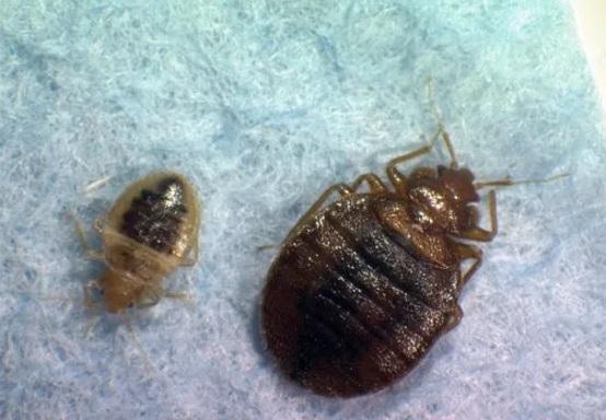 馬來西亞有研究發現,床蝨可能成為人類滅罪的「盟友」。(資料圖片)