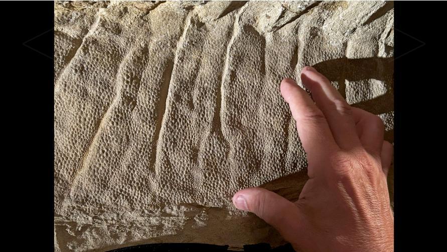 「恐龍木乃伊」完美保存了鴨嘴龍皮膚的質地和結構。(芝加哥大學生物科學系)