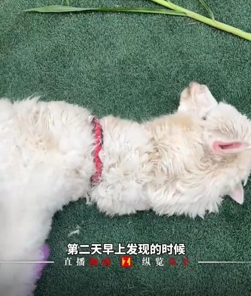 羊駝疑在寵物店洗澡後失溫死亡。