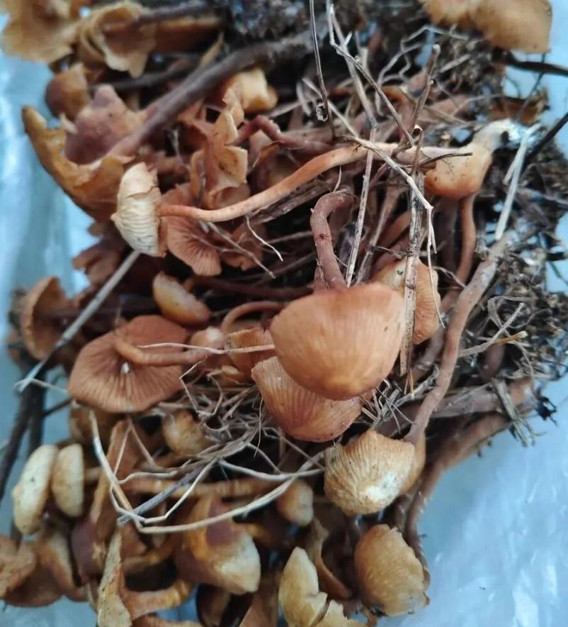 「野生金針菇」實為條蓋盔孢傘菌含鵝膏毒肽。(新民晚報)