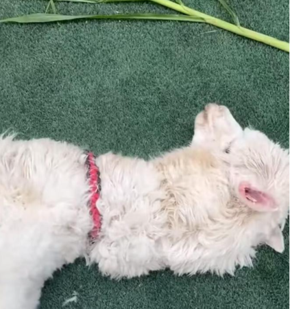 店員因未將羊駝毛髮完全吹乾引致意外。