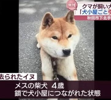 秋田市一隻4歲柴犬被熊襲擊拖走,下落不明。(互聯網)